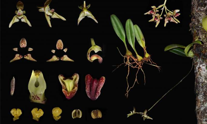 Plant diversity and endemism in China: Unreachable locations and diverse microclimates