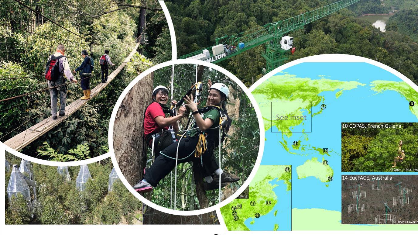 24th – 27th October 2020: 8th International Canopy Conference