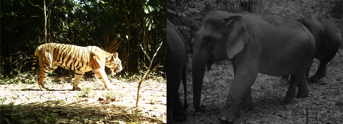 China-Myanmar research team completes biodiversity survey