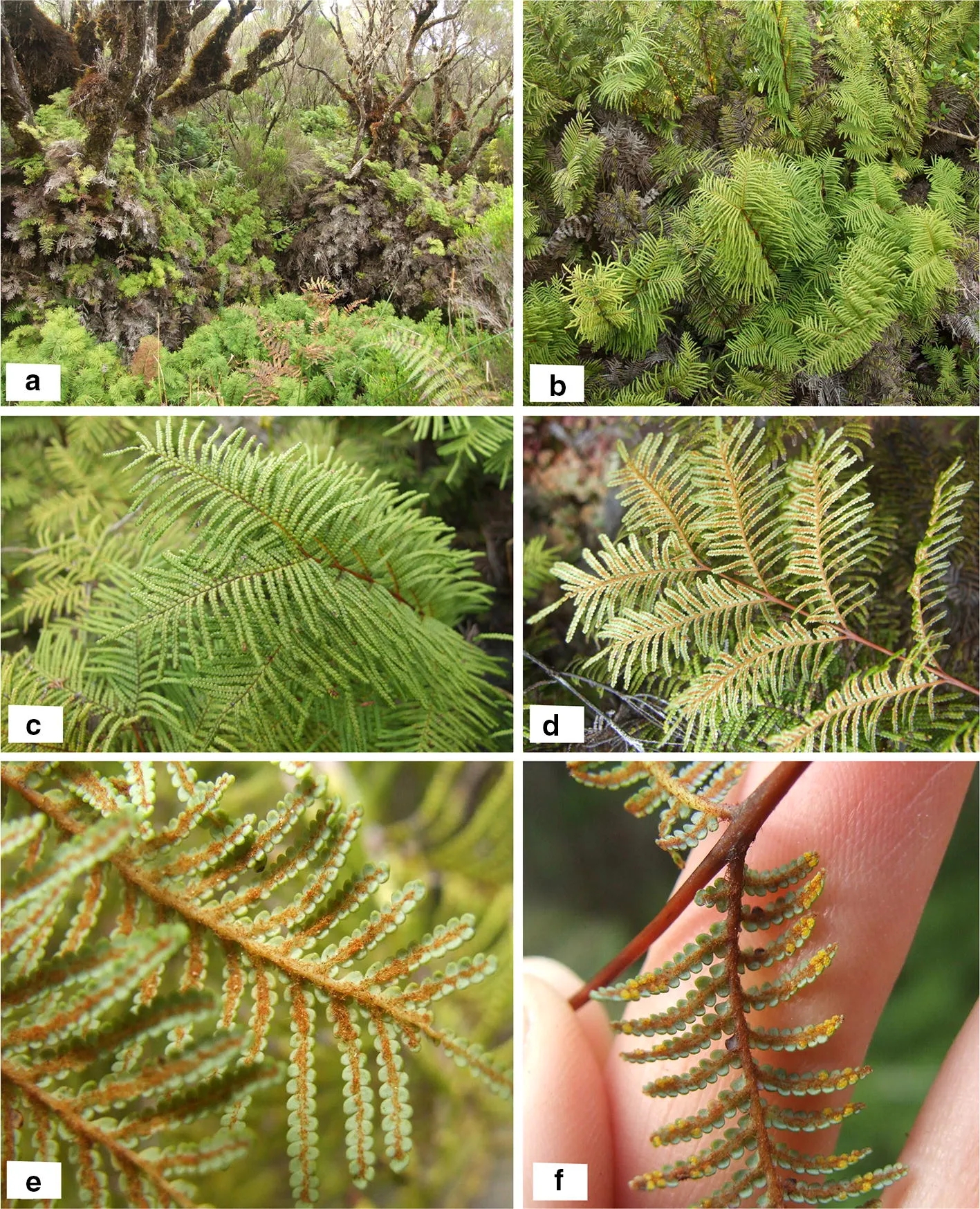 A new genus of forking fern family reported
