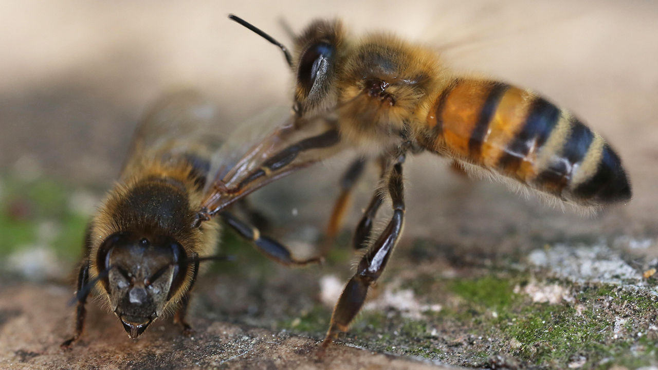 How ‘undertaker’ bees recognize dead comrades