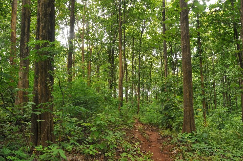Researchers reconstruct drought variability from teak tree rings in southern Myanmar