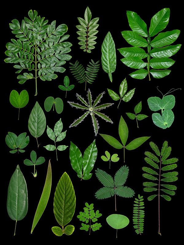 Study reveals a framework for trifoliate leaf-pattern formation in leguminous plants