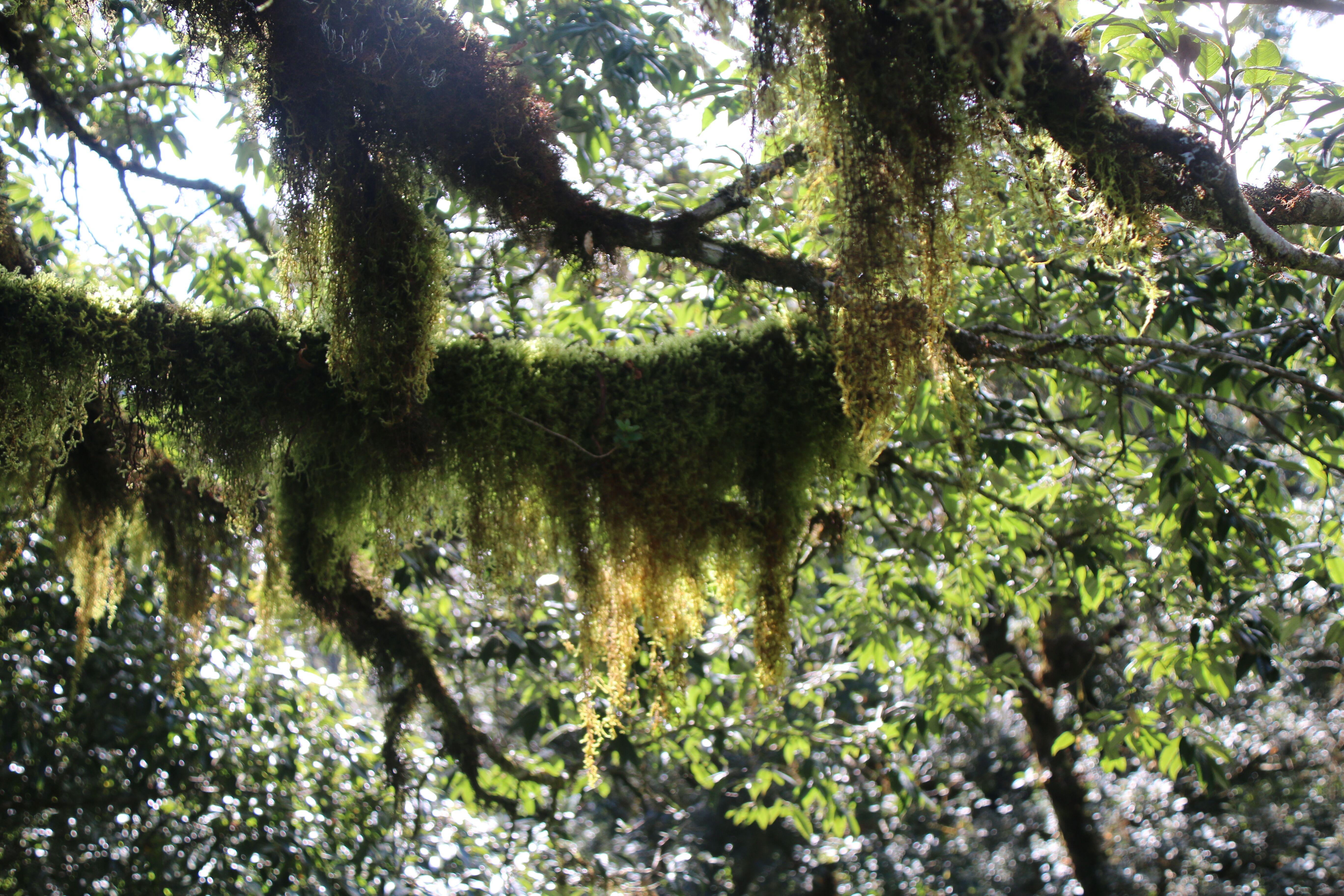 Environmental filtering structures the functional strategies of bryophytes in cloud forest