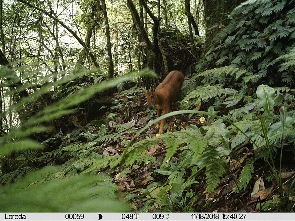 Phylogenetic analysis confirms the existence of five goral species