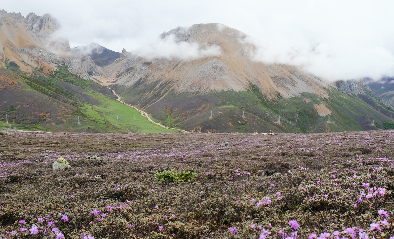 Hengduan mountain alpine flora history shown to be longest on Earth