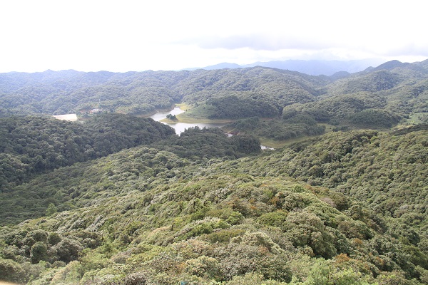 Functional traits characterize tradeoffs in seedling growth in subtropical forest