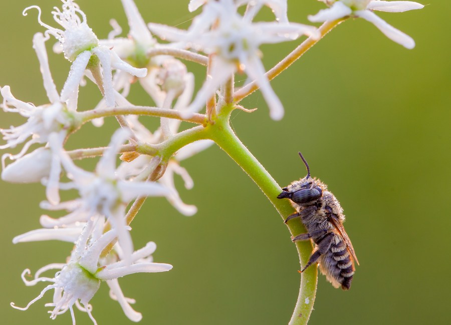 Arid environments buzz with more bees, says study