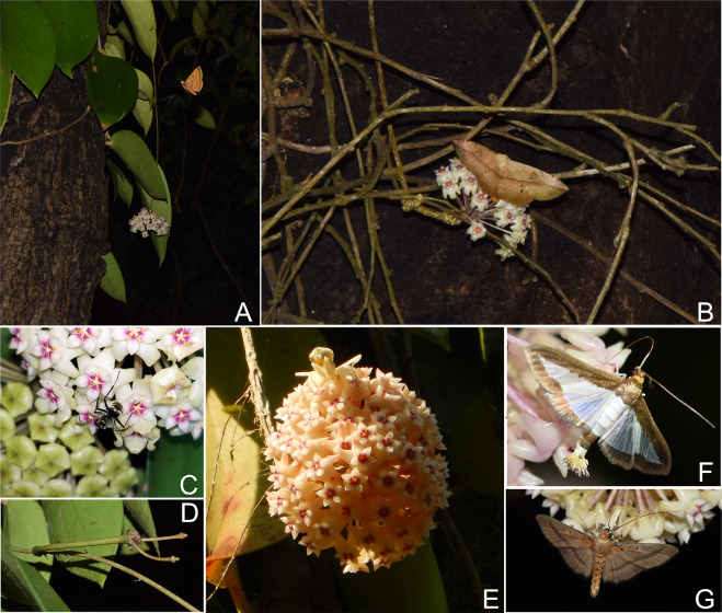Most effective pollinator of Hoya pottsii revealed