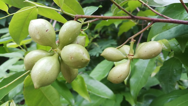 New species of custard apple family found in Myanmar
