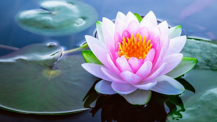 Scientists investigate the mysterious origin of flowering plants