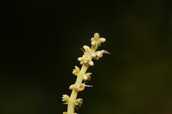New species of mint family found in northern Myanmar