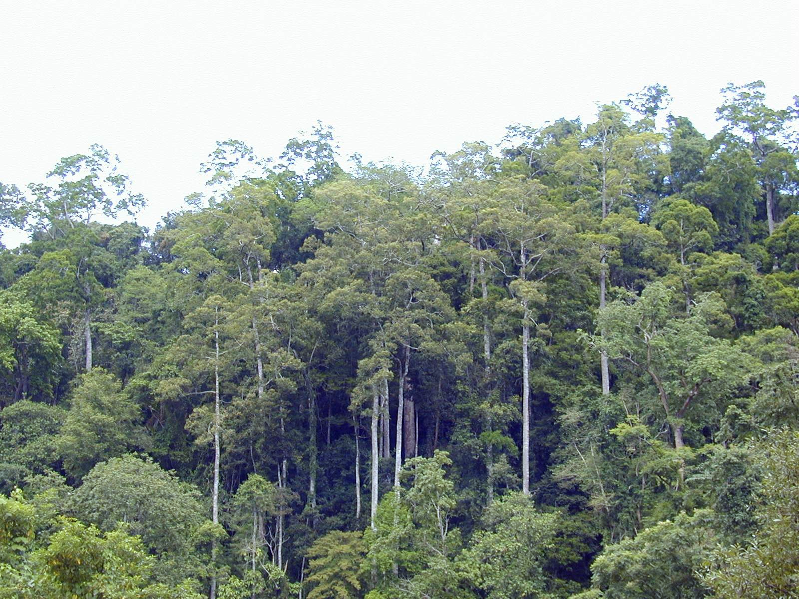 Collaborative transboundary conservation enforcement is urgently needed