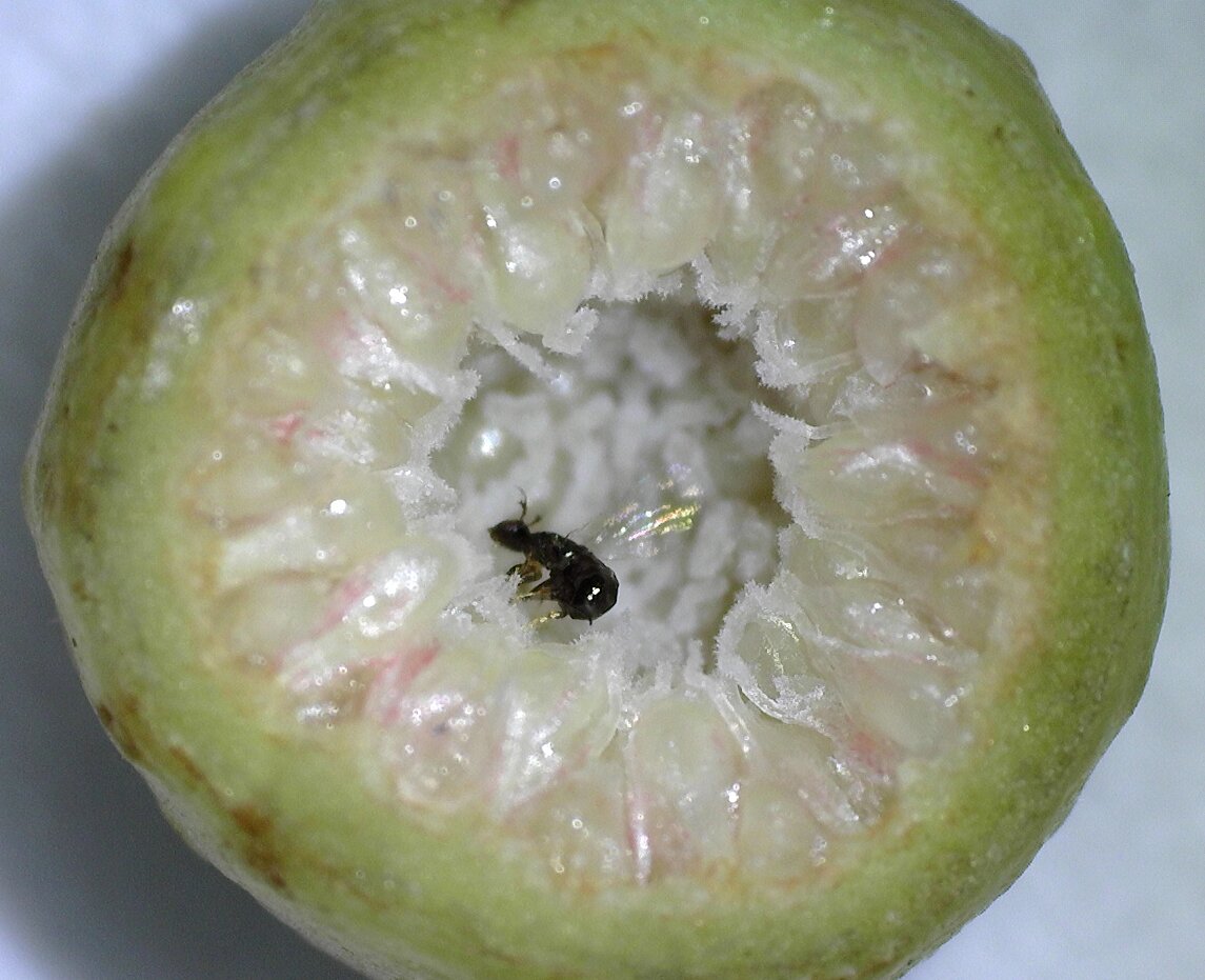 Effective “host sanctions” make fig wasp cheating rare