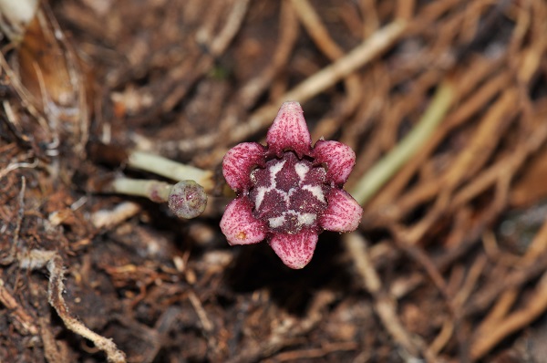 Two new species of cast iron plant found in China-Laos transboundary areas