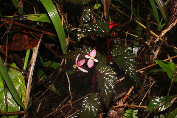 New Begonia species reported from Philippines