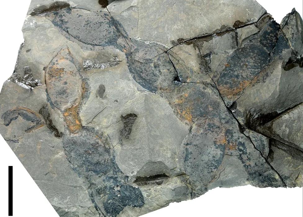 Researchers discover fossil of Mucuna genus dating back 10 mln years in northern Vietnam