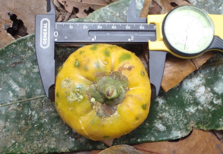 Loss of Sumatran rhinos leaves several plant species without a seed disperser