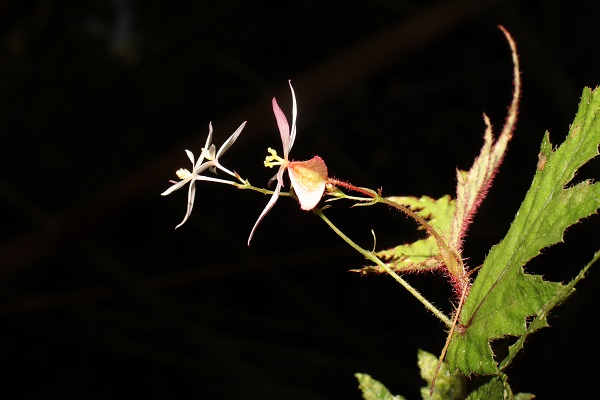 A new subspecies of Begonia reported from Zamboanga peninsula