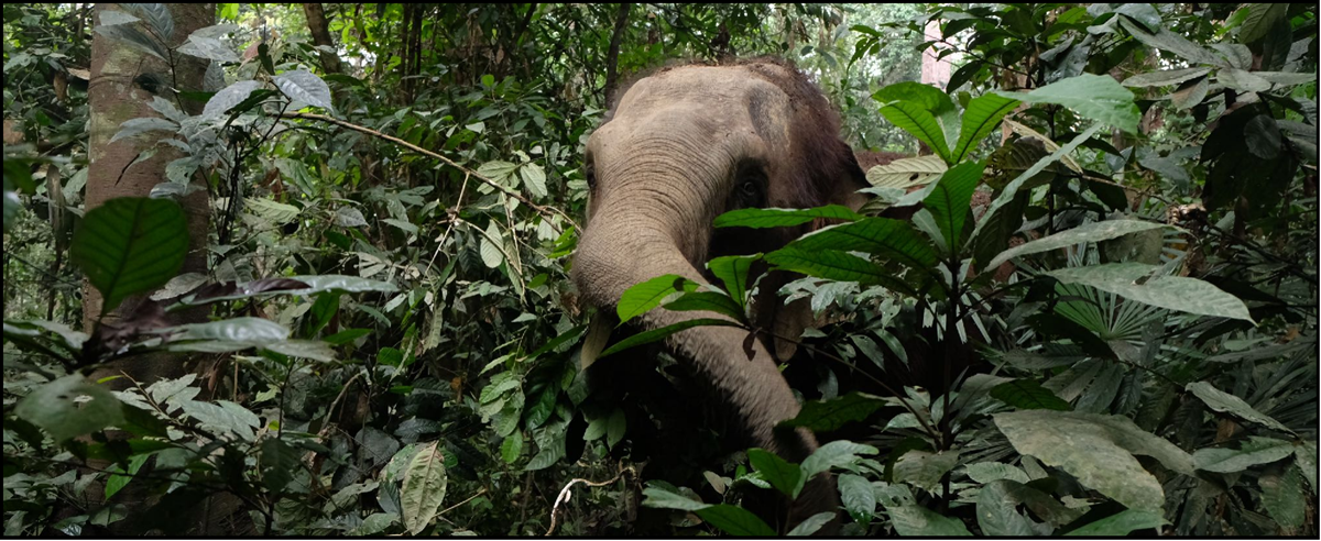 Nov.19th --Dec.20th, 2022: Advanced Course on Plant-Animal Interactions in the Anthropocene (AC-PAIA 2022)