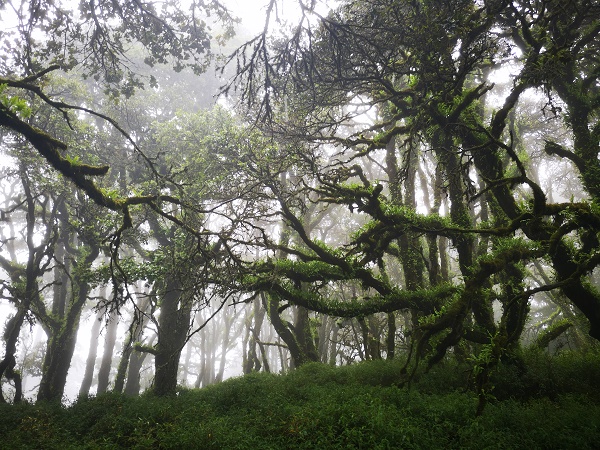 Study presents first systematic analysis of diversity and distribution patterns of orchids on Mt. Victoria