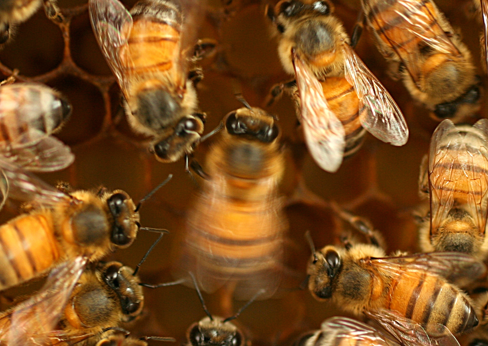 Complex Learned Social Behavior Discovered in Bee’s ‘Waggle Dance’