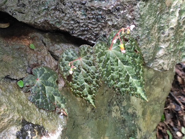 New Begonia species found in southern Myanmar