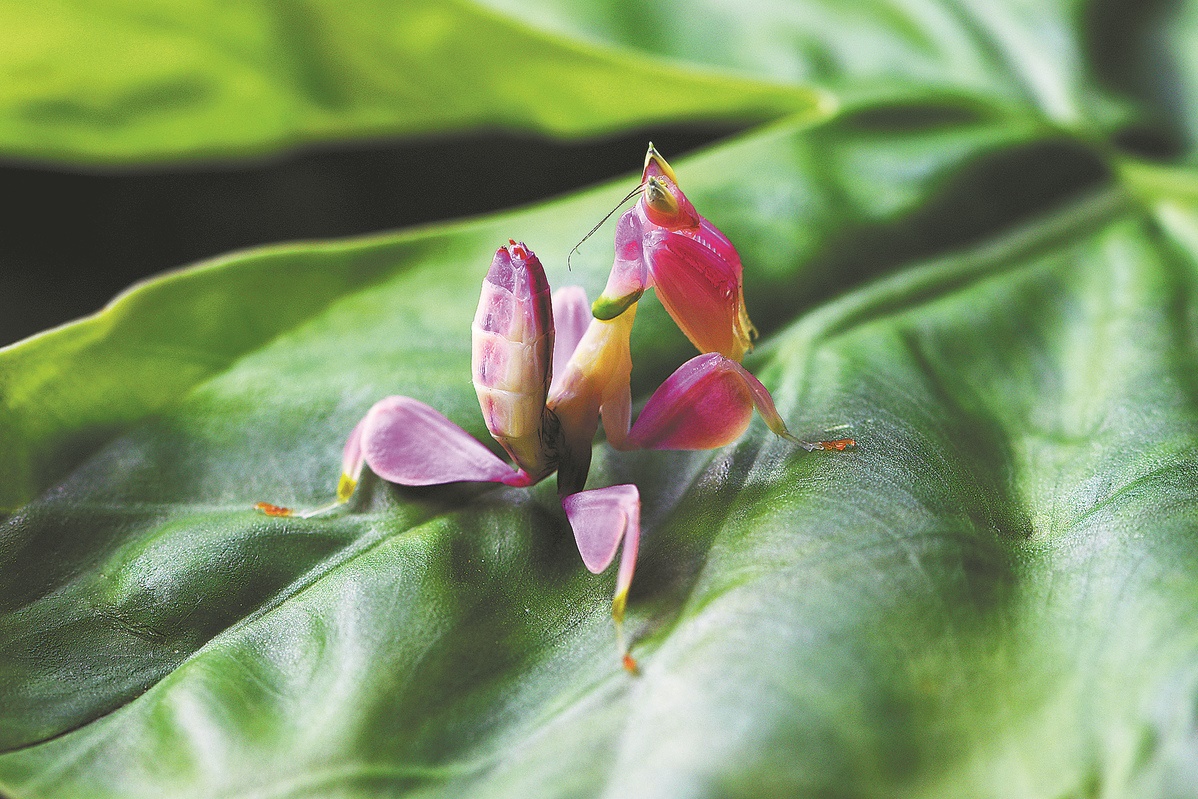 Orchid-like insect uses petal-shaped legs to glide