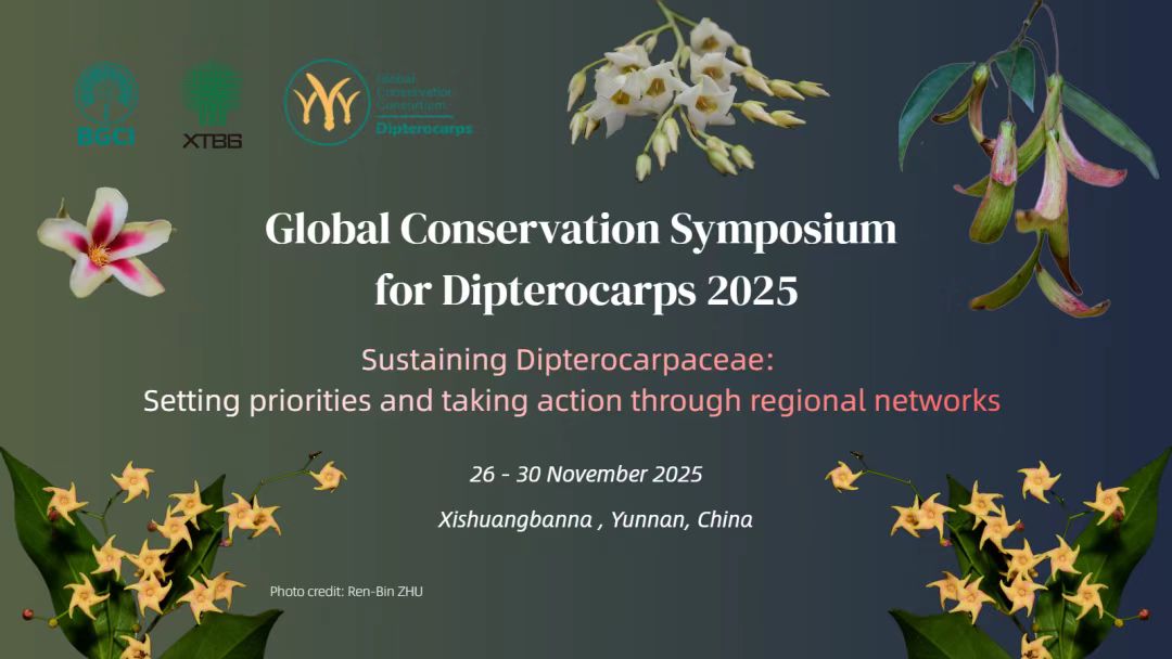 Global Conservation Symposium for Dipterocarps 2025 Announcement