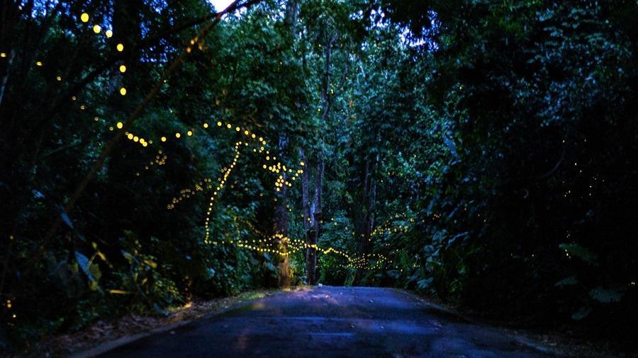 the scenery of fireflies glowing in the Xishuangbanna Tropical Botanical Garden.jpg