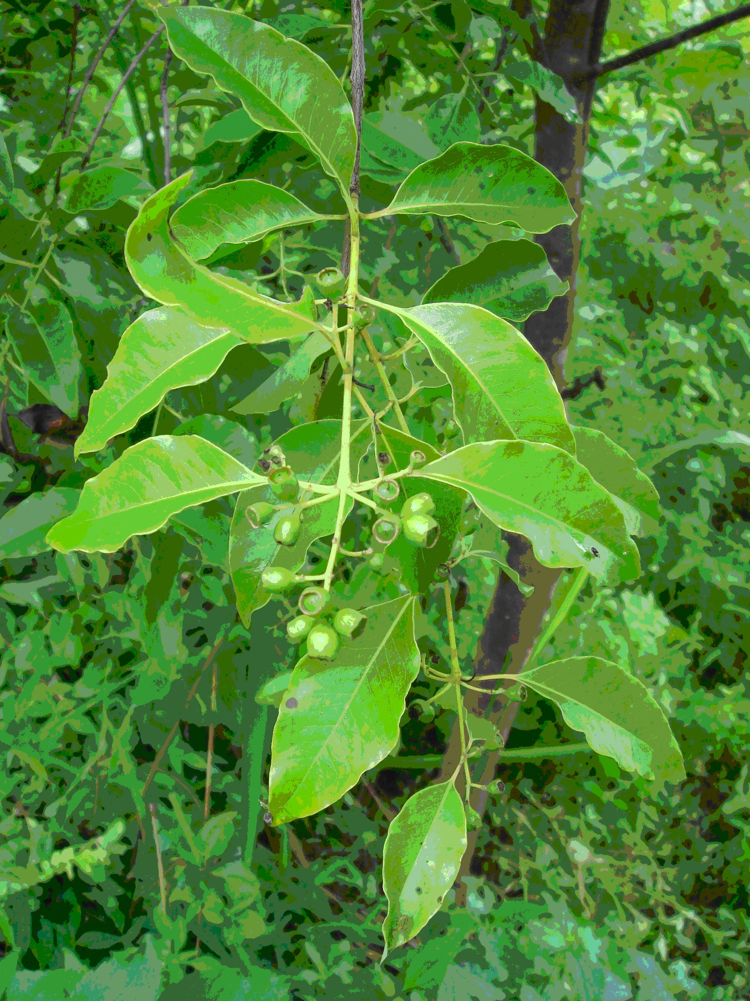 Introduction and plantation of sandalwood on tropical degraded uplands