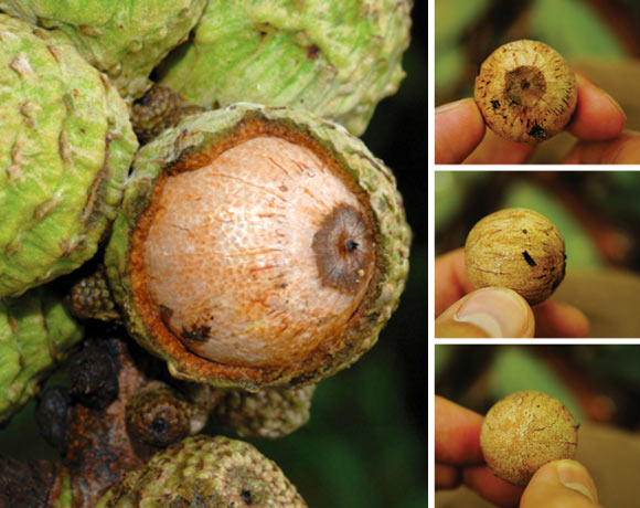 Lithocarpus orbicarpus. Left: young acorn, opened up to show dotted pattern of small depressions and surface structure of the umbo. Right: fresh fruit – top, side and bottom view. Image credit: S. Sirimongkol / J. S. Strijk.