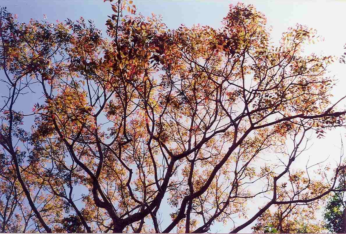 Drought stress advances and shortens growing season for Toona ciliata