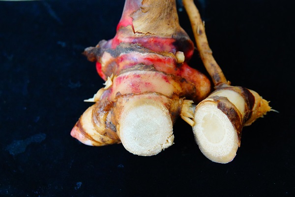 Alpinia hainanensis has potentials to aid treating ulcerative colitis: study