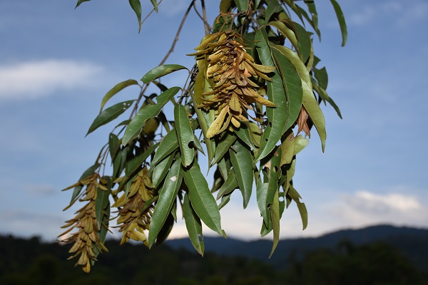 Engelhardia plants exemplify transformation of vegetation across tropical Indochina Peninsula to subtropical China