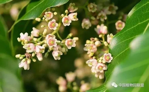 Increasing temperatures and drought decline tree growth of Toona ciliate