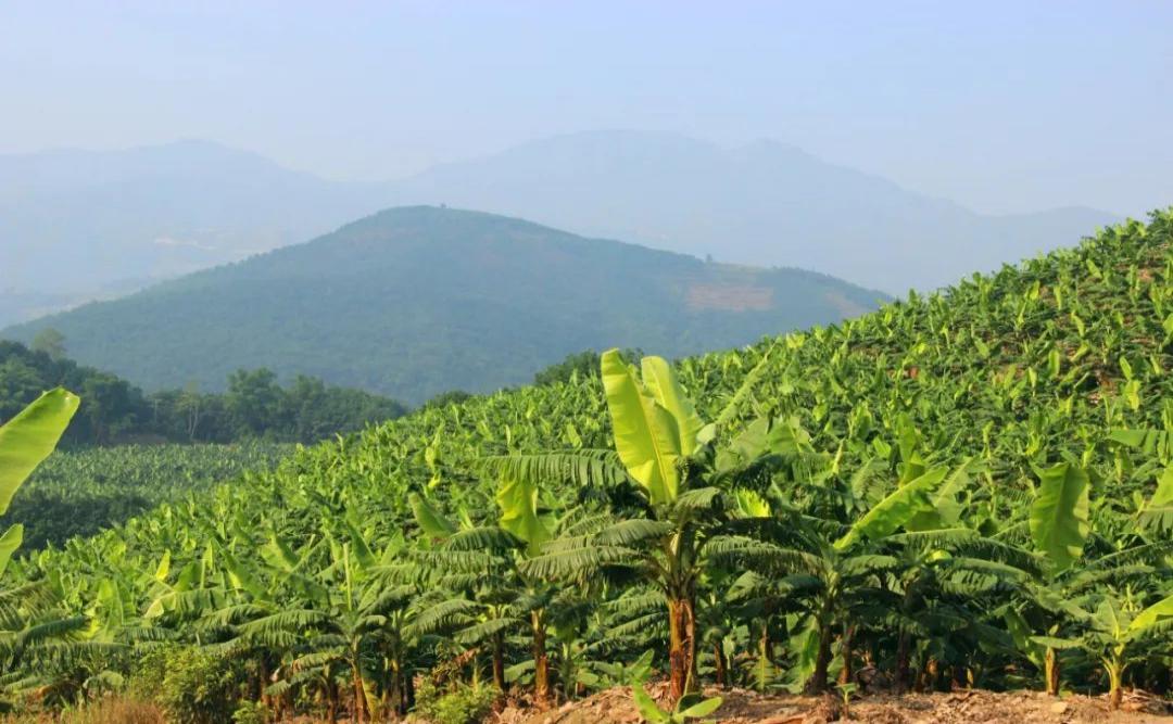 Root system significantly affects soil water movement in banana plantation