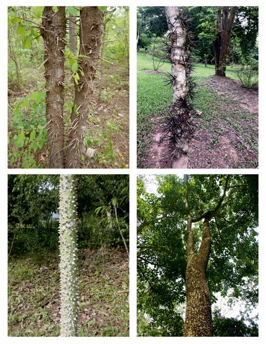 Trunk spines can defend against bark feeding and climbing mammals