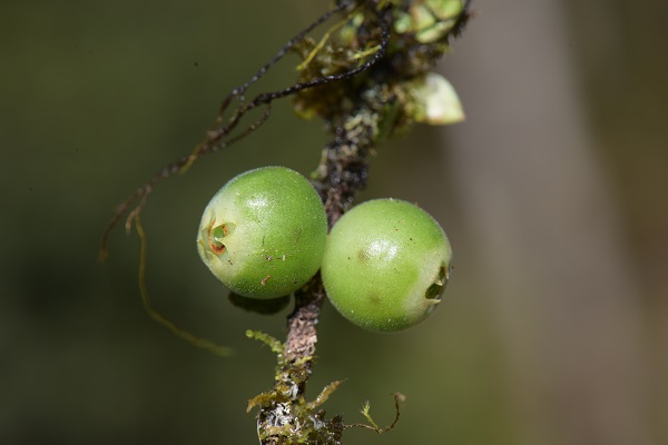 New Agapetes species reported from Medog, Tibet