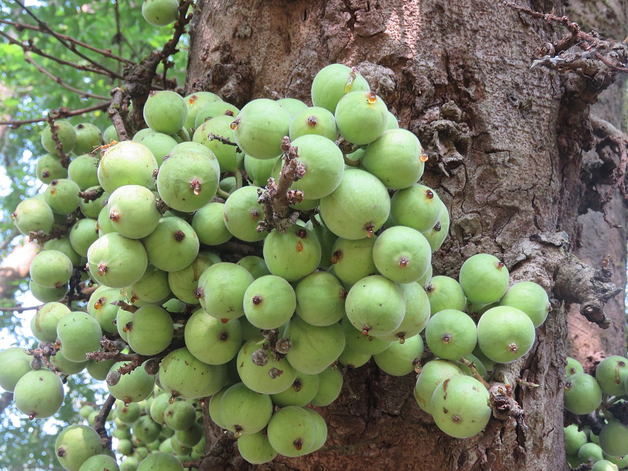 Temperature affects fig wasp community structure by changing strength of competitive interactions