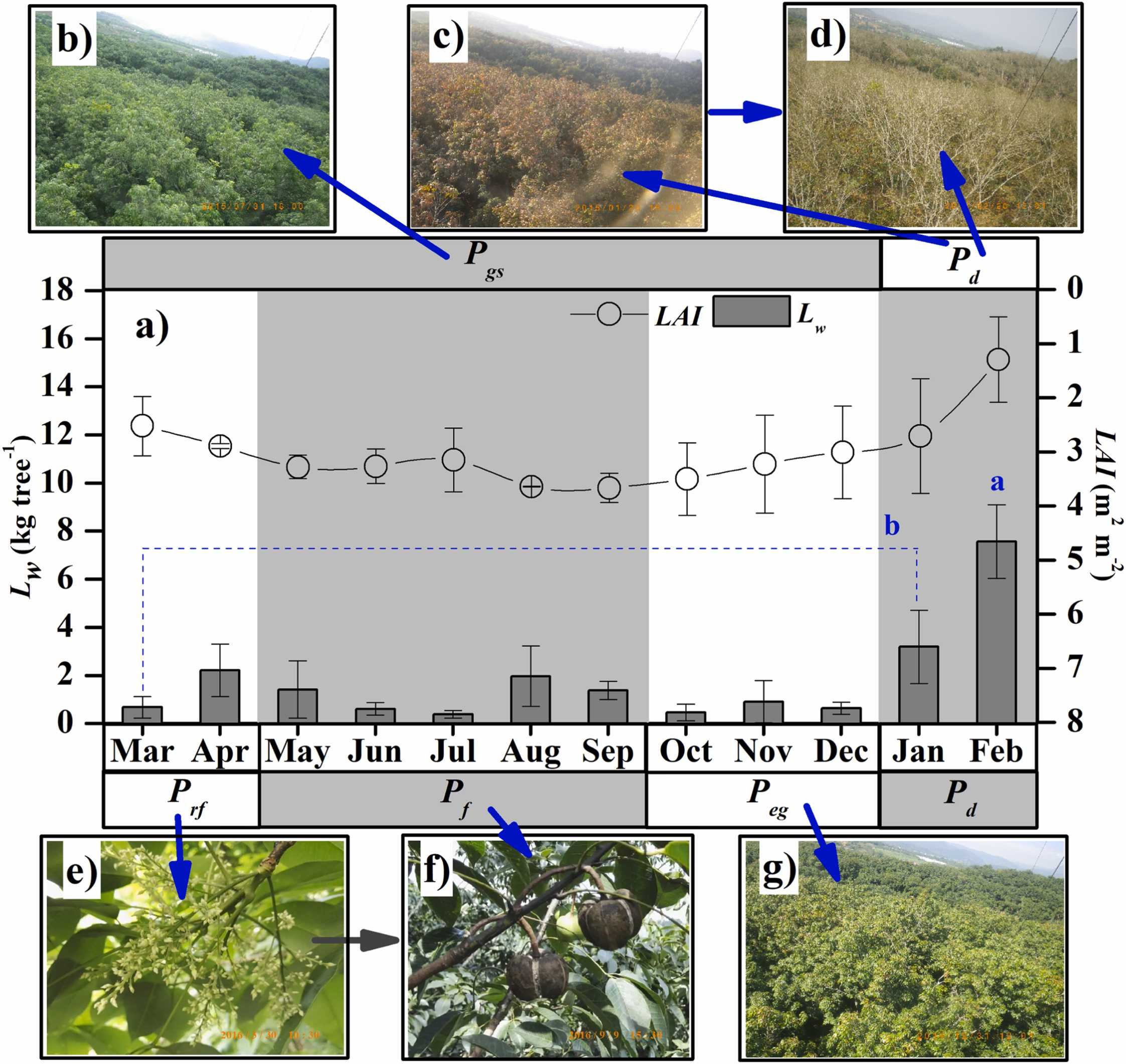 Increases in planting density tend to decrease water use efficiency of rubber trees