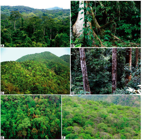 Researchers review and clarify diversity, origin, and evolution of flora and vegetation of Yunnan