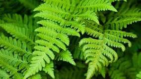 Protected areas effectively conserve ferns and lycophytes in Xishuangbanna