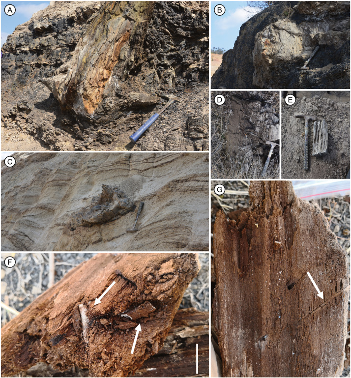New wood fossil record of Taxodioxylon reported from Chuxiong, Yunnan