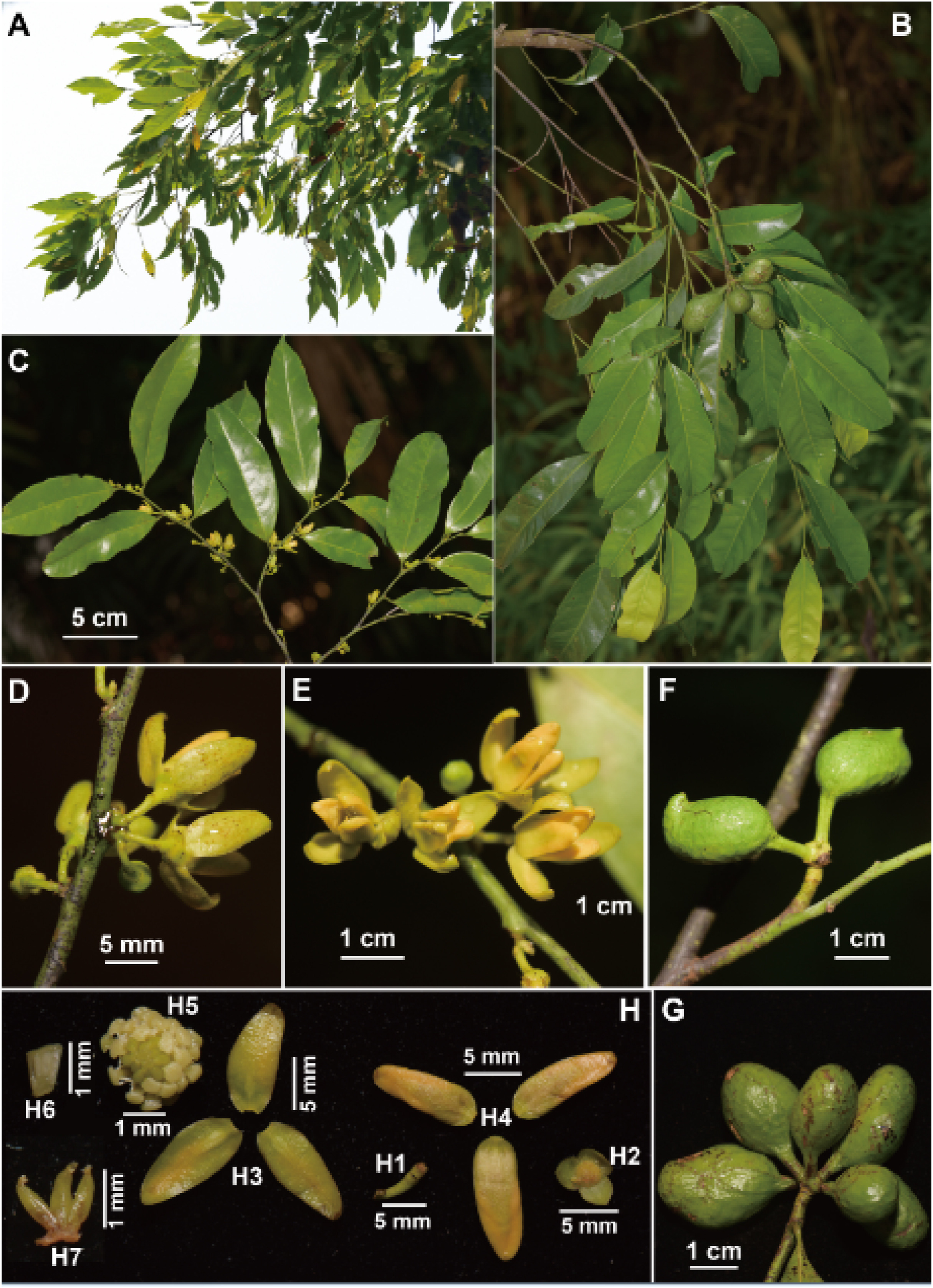 Two new Polyalthiopsis species reported from China