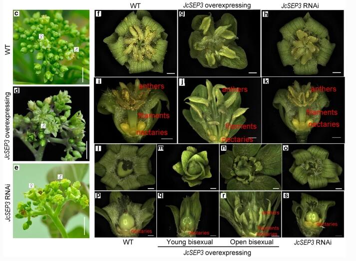 JcSEP3 regulates stamen development in Jatropha curcas