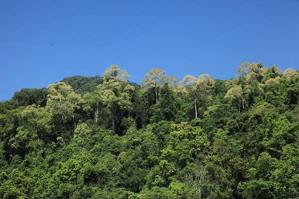 Multi-dimensional approach needed to protect woody plants in Xishuangbanna