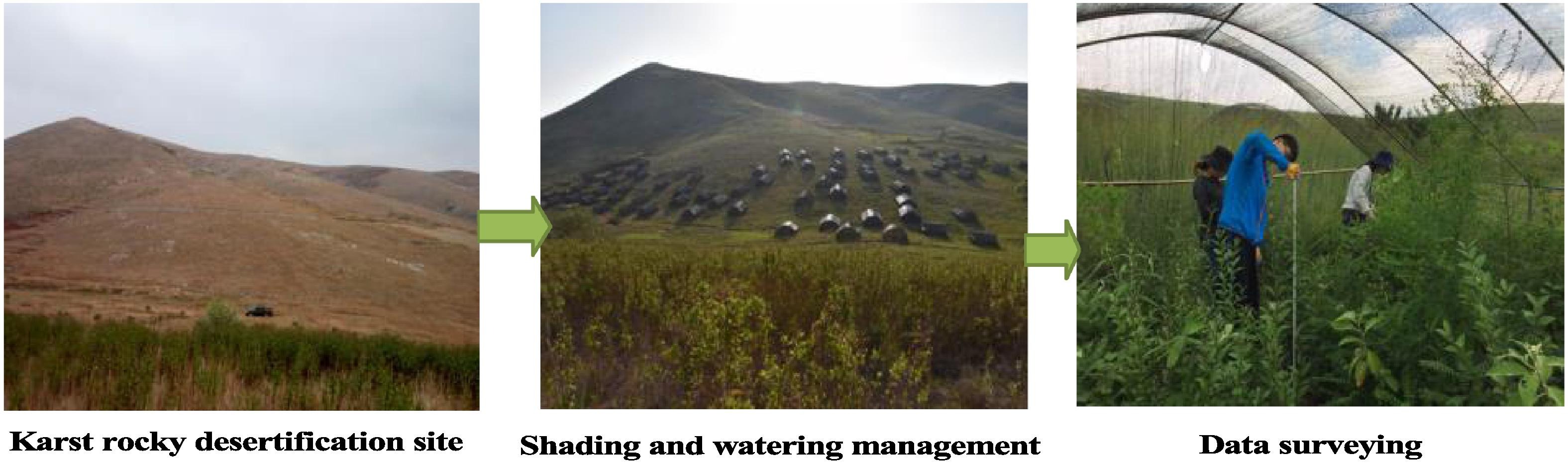 Study shows positive effects of shading and watering on early seedling survival after topsoil translocation in karst region