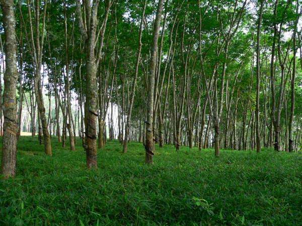 Seasonal fog alleviates drought stress of rubber trees in Xishuangbanna