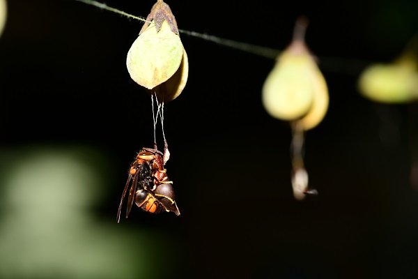 Rapid seed dispersal by hornets facilitates reproduction of agarwood plants